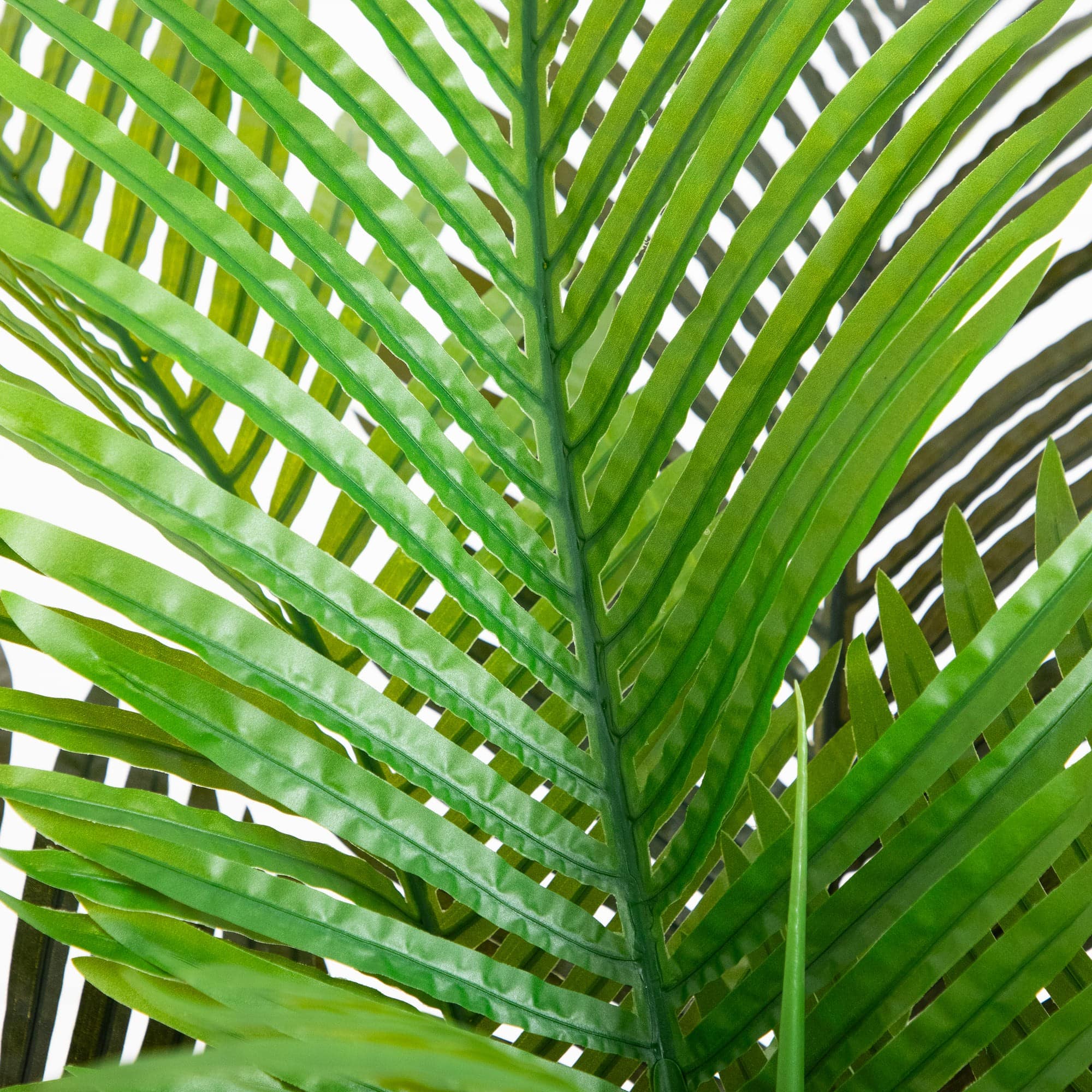 6ft. Potted Coconut Palm Tree
